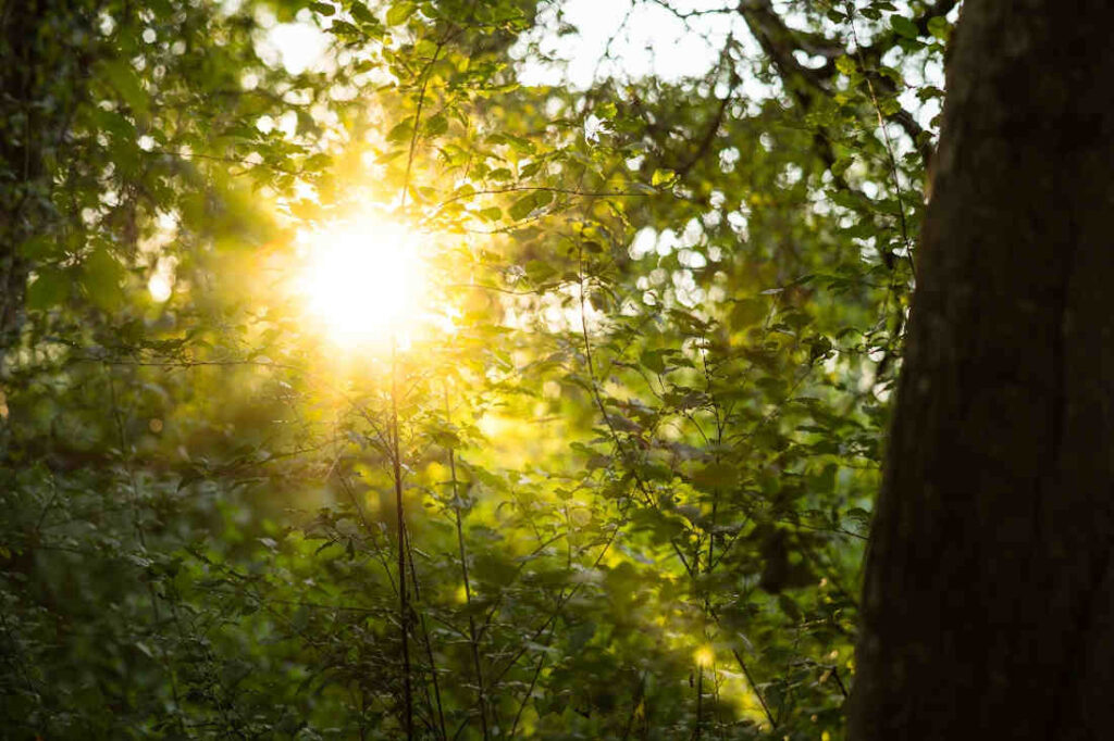 Sonnenlicht scheint durch Bäume